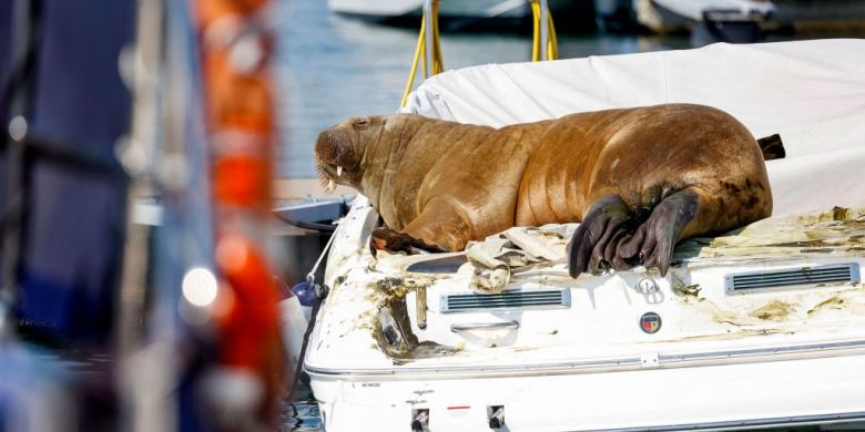 Freya the walrus sinks boats as her star rises — and she might be cleaning up Europe's seas