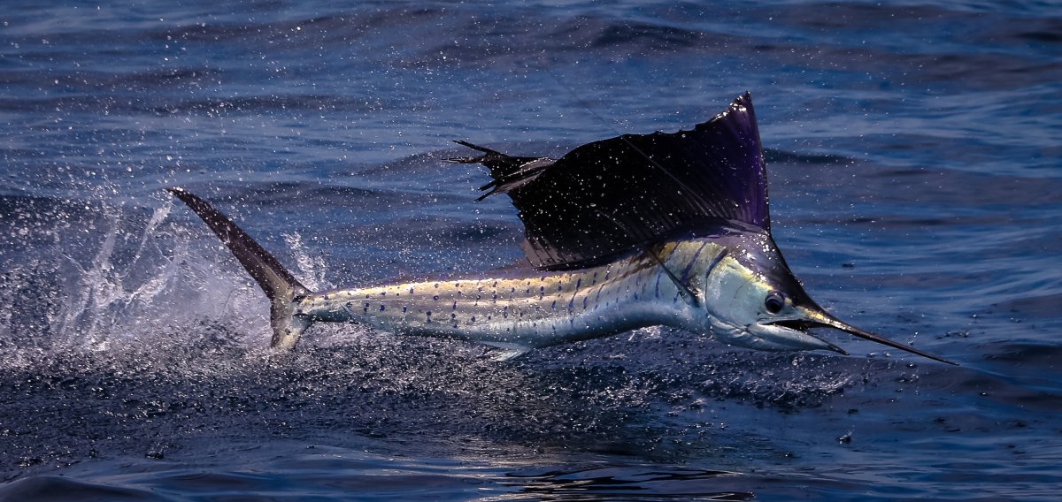 A sailfish jumping from the water.