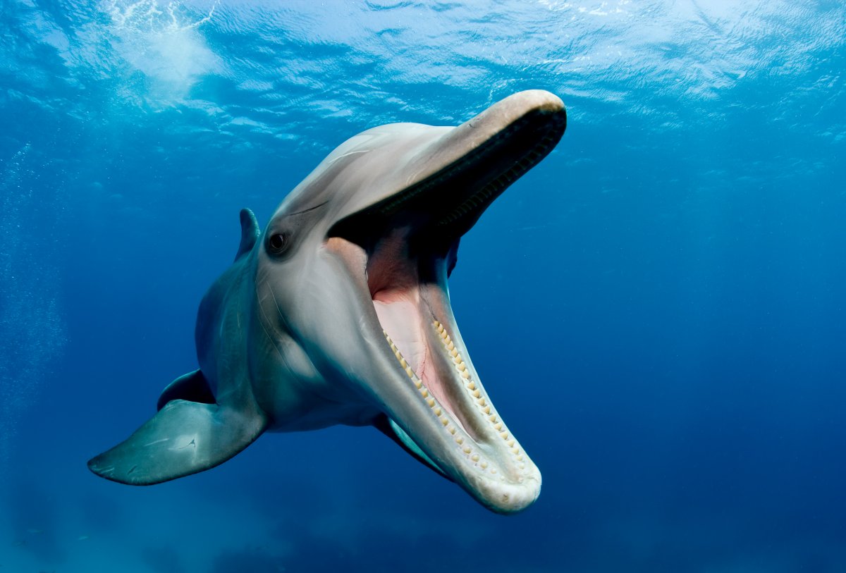 Close-up image of the face and mouth of an Atlantic bottlenose dolphin, seen swimming in blue water.