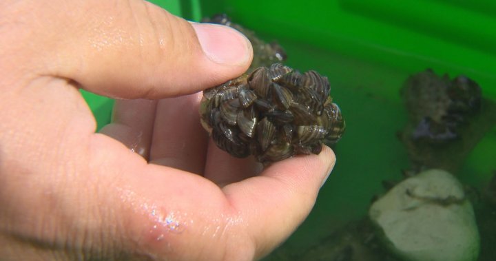 B.C.’s invasive mussel defence program intercepts 5 contaminated boats from Ontario