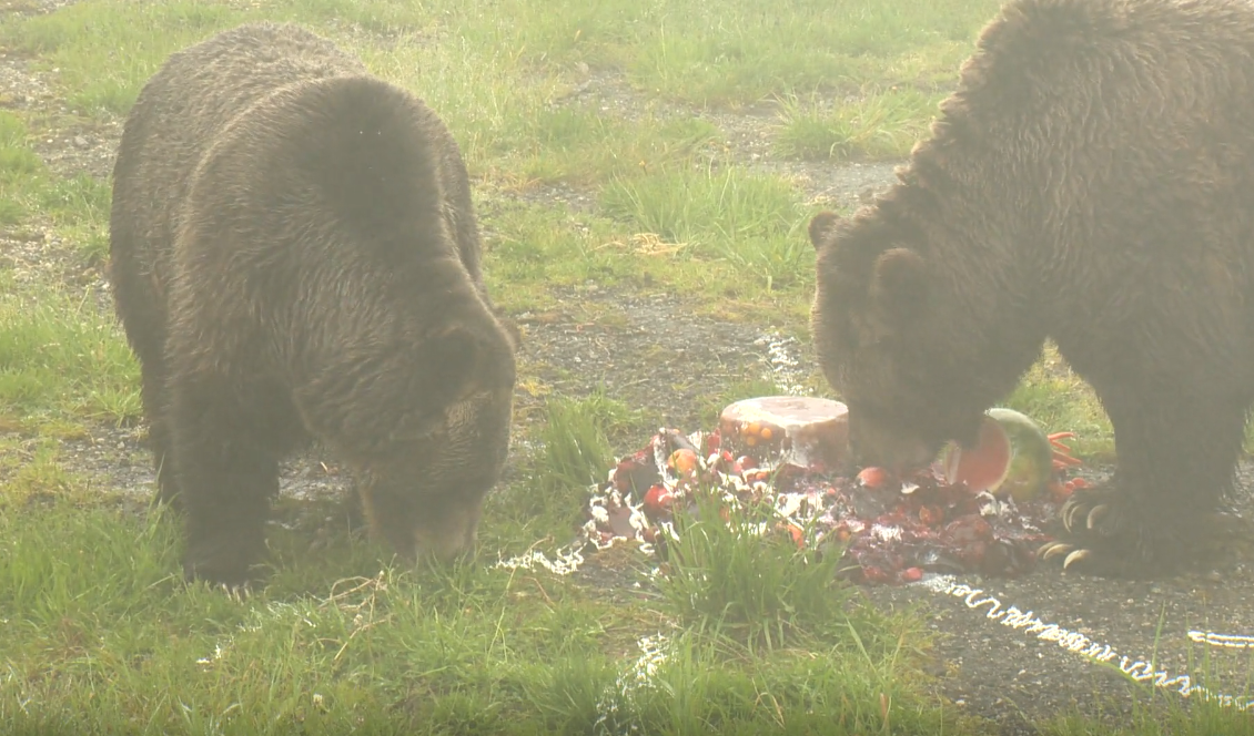 July 17, 2022 Grouse Mountain bear-thday