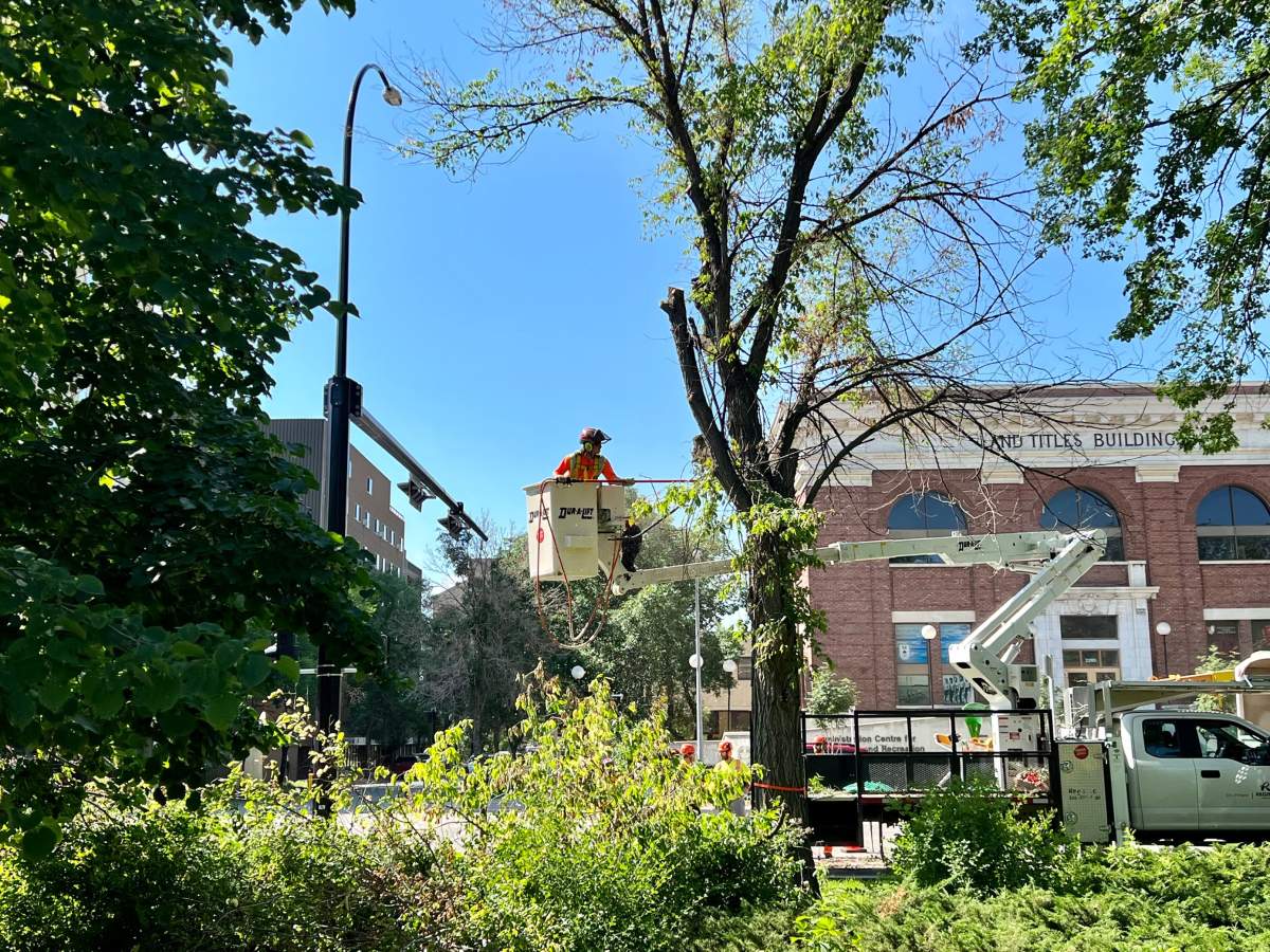 A City of Regina work crew was in Victoria Park Friday to remove a tree infected with Dutch elm disease.