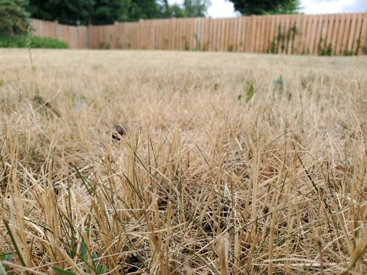 Dry grass is seen in Mississauga on July 12, 2022.