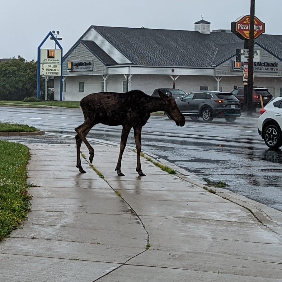 A small moose was on the loose in Fredericton on Wednesday morning.