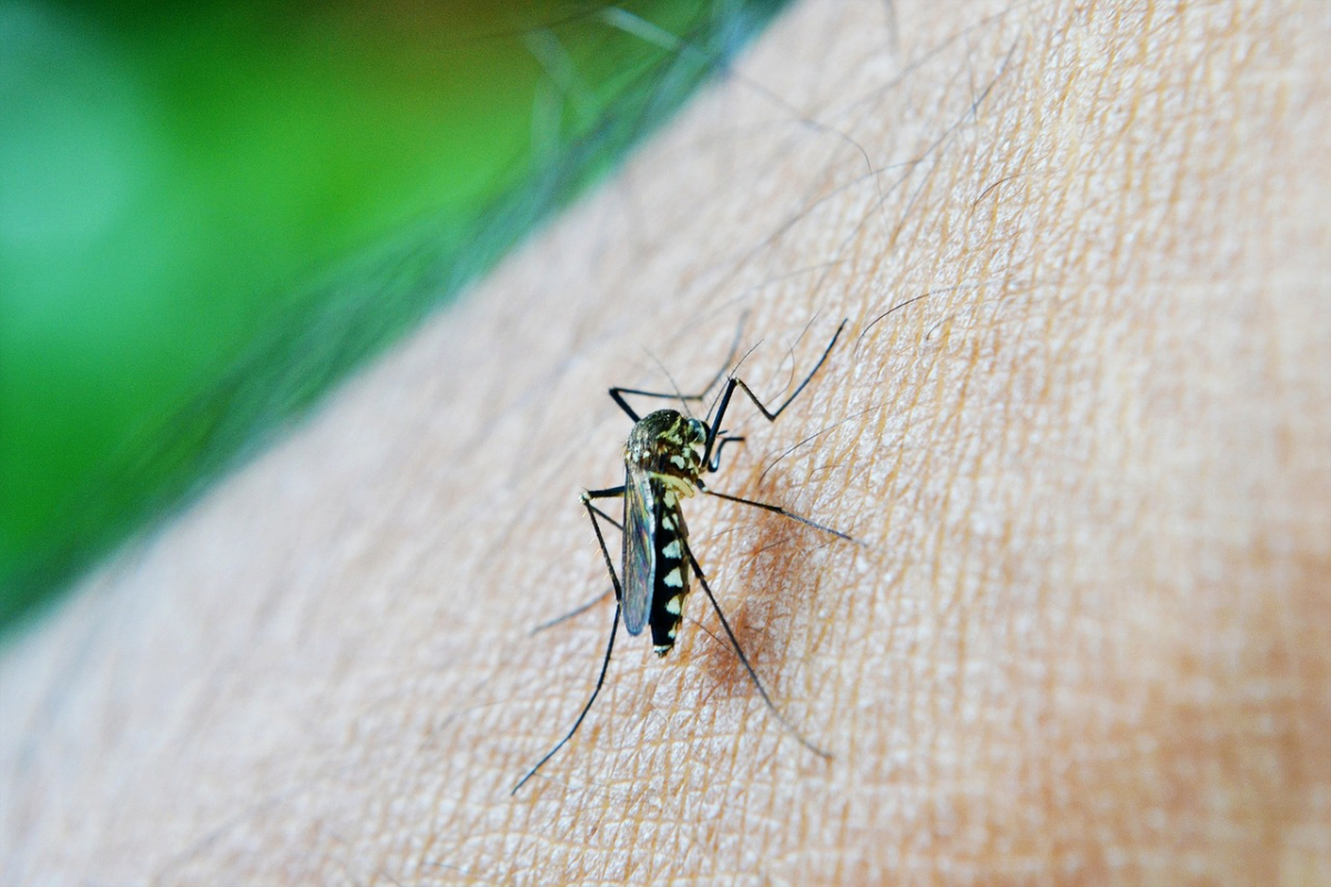 The Regina's Open Space Services manager said Mother Nature has helped Regina and Saskatoon residents on the mosquito front as numbers are currently low.