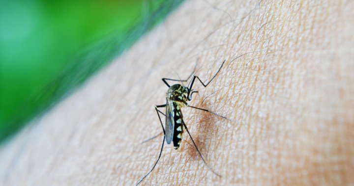 Columbia Shuswap Regional District in talks to restart mosquito control program – Okanagan