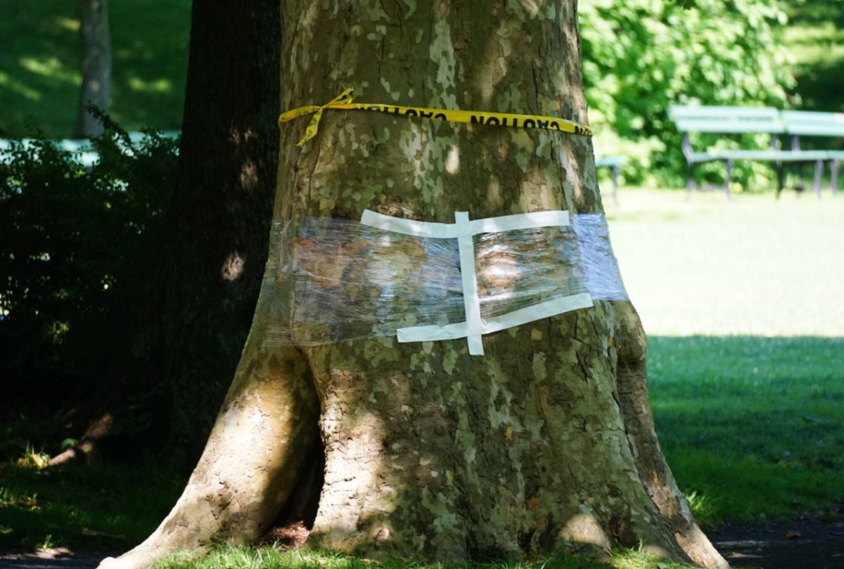 A tree at the Halifax Public Gardens is seen after the gated park was broken into and vandalised.