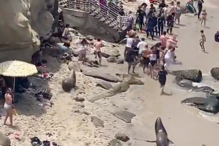 Internet sides with sea lions captured on video charging San Diego beachgoers