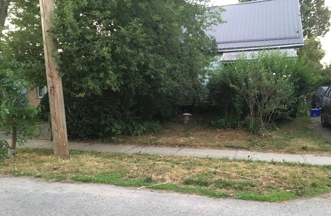 London, Ont., resident Susan McKee returned home from a vacation to find her 20-year-old pollinator garden destroyed. Neighbours had allegedly seen city staff members cut down the various perennial wildflowers while she was out of town, according to McKee.