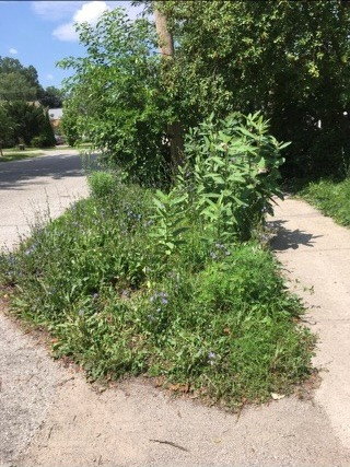 A photo of Susan McKee’s 20-year-old perennial garden before it was chopped down by the City of London.