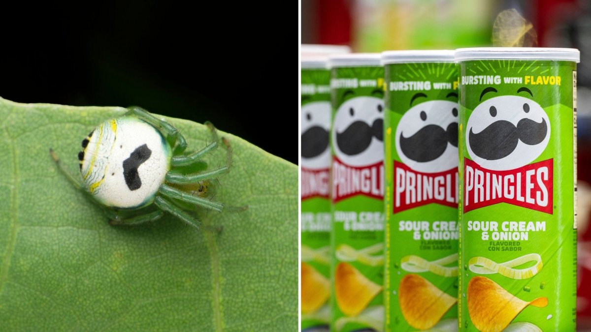 The Pringles Spider (left) and several cans of sour cream and onion Pringles (right).