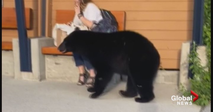 Bear seen in viral TikTok video approaching woman at B.C. bus stop has been put down