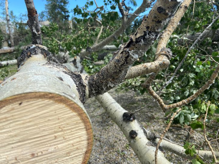 Image of damage in the Bergen, Alta., area on July 8, 2022, one day after a vicious storm passed through the region.