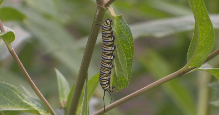 Off-island communities help endangered monarchs with butterfly-friendly plants