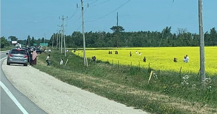‘It is trespassing’: Police urge people to stop taking photos standing in Ontario canola fields