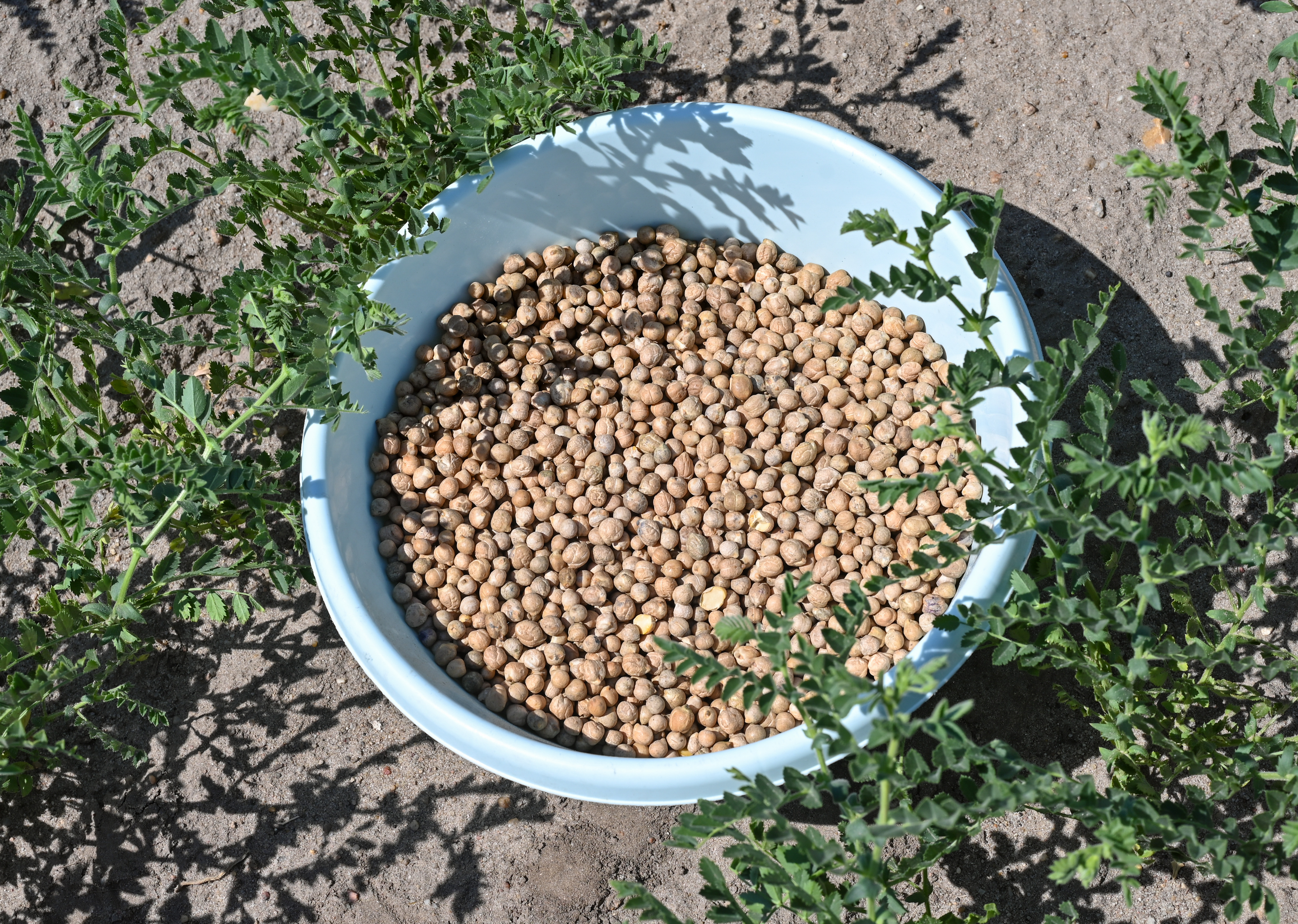 Chickpea shortage