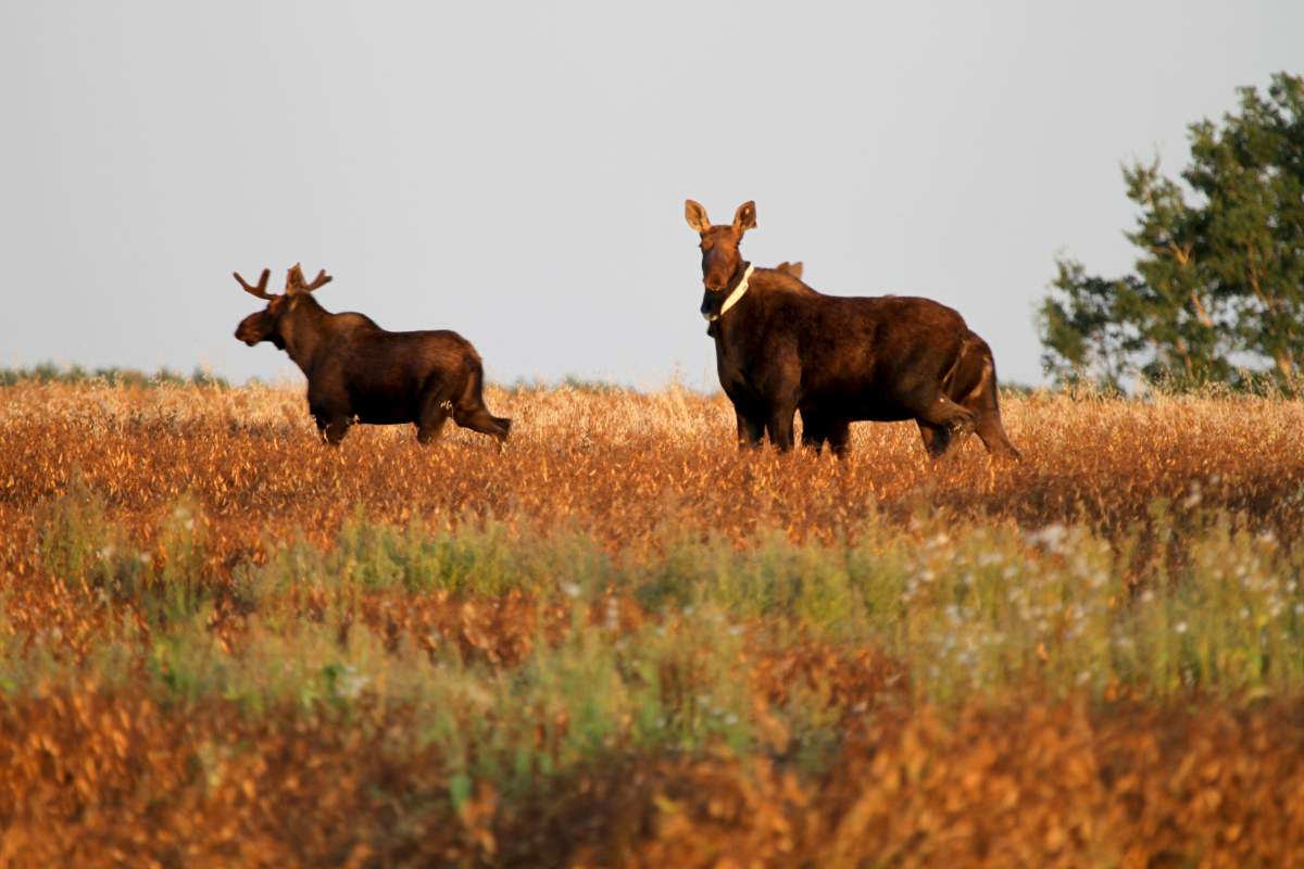 Moose with GPS collars around thier neck.