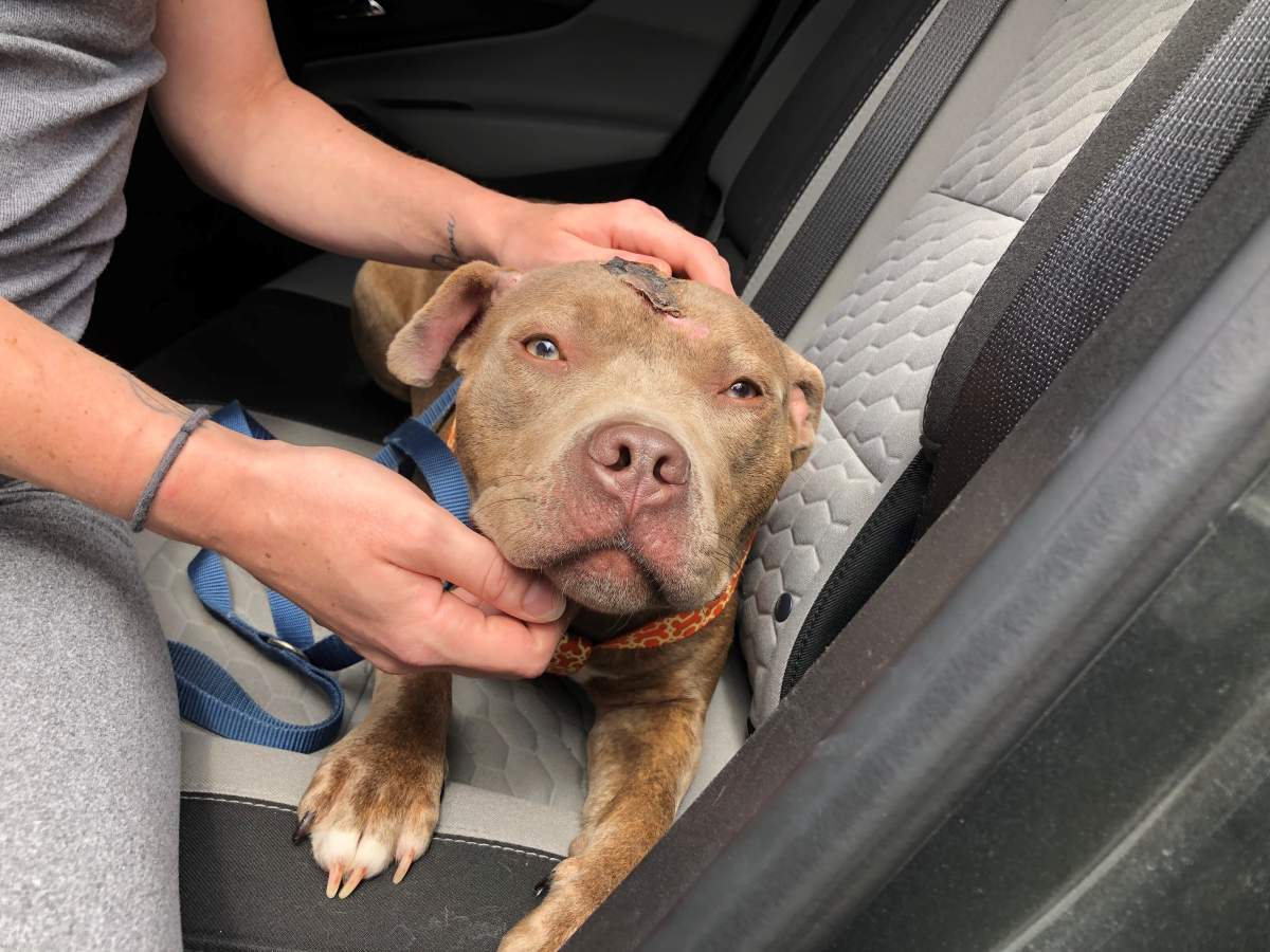 Bella was reunited with her owner, Lauren, on Monday.