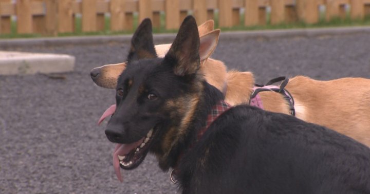 Saint-Leonard lets the dogs out with pilot project allowing leashed dogs in parks