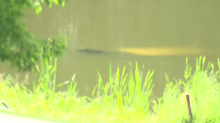 Man dead after cart goes into pond on Richmond Hill golf course: police - image