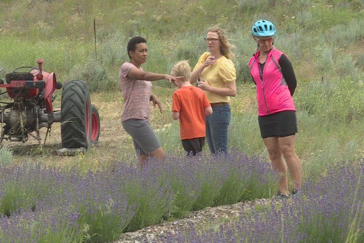 Summerland lavender farm opens to the public