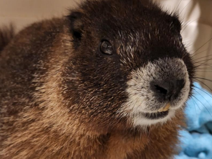 The marmot travelled for six days from Colorado to Toronto earlier this year.