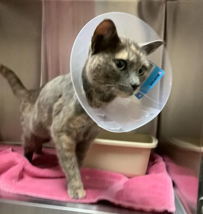 No one knows how Miri, a three-and-a-half-year-old, blue and cream tortoiseshell cat, made the more than 100 kilometre journey. 