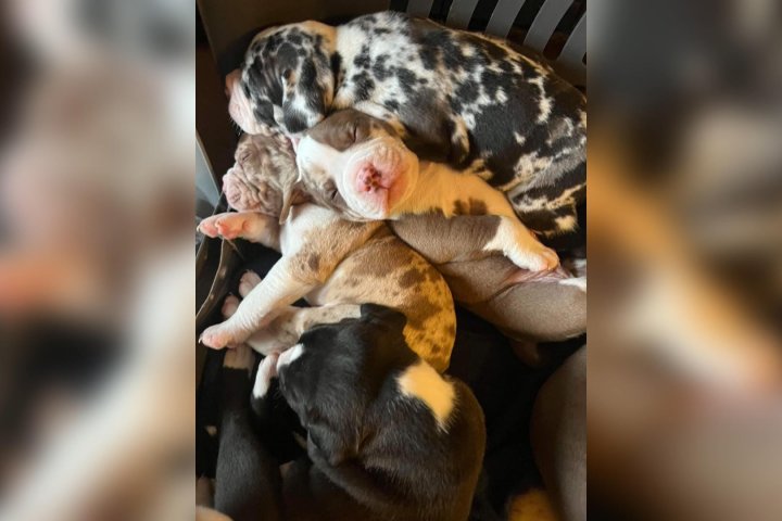 Puppies go missing after Kamloops breeder dies suddenly in her home