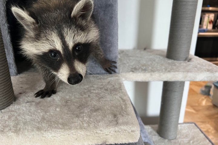 Montreal-area women trying to find home for orphaned raccoons