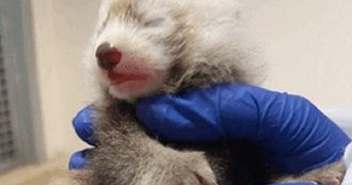 Toronto Zoo welcomes another endangered red panda cub