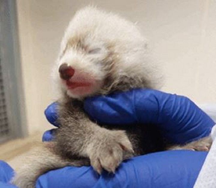 Endangered red panda cub born on July 13, 2022.