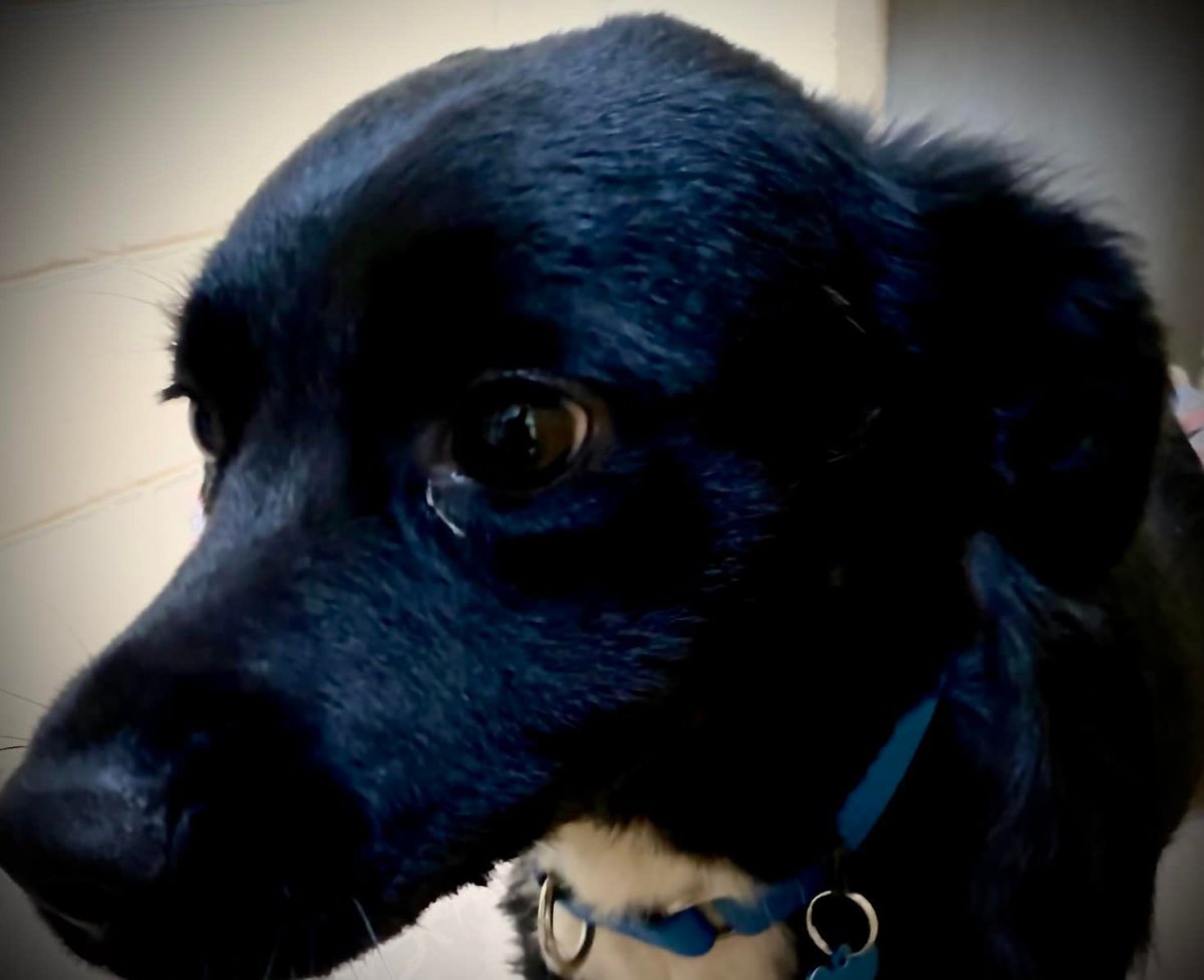 A picture of Saul, the hero border collie that is being hailed as a "true Lassie" for leading Nevada search and rescuers to his injured owner in Tahoe National Park.