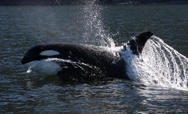 Celebrating Springer: It’s been 20 years since the orca was captured and released in B.C.