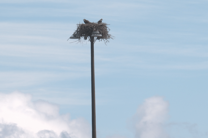 Ospreys make nest overlooking major Fredericton intersection