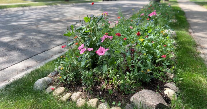 New City of Edmonton program allows boulevard gardening in underutilized green spaces