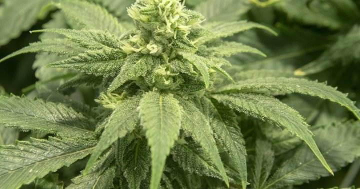 Canadian cannabis industry eyeing U.S. push for marijuana legalization