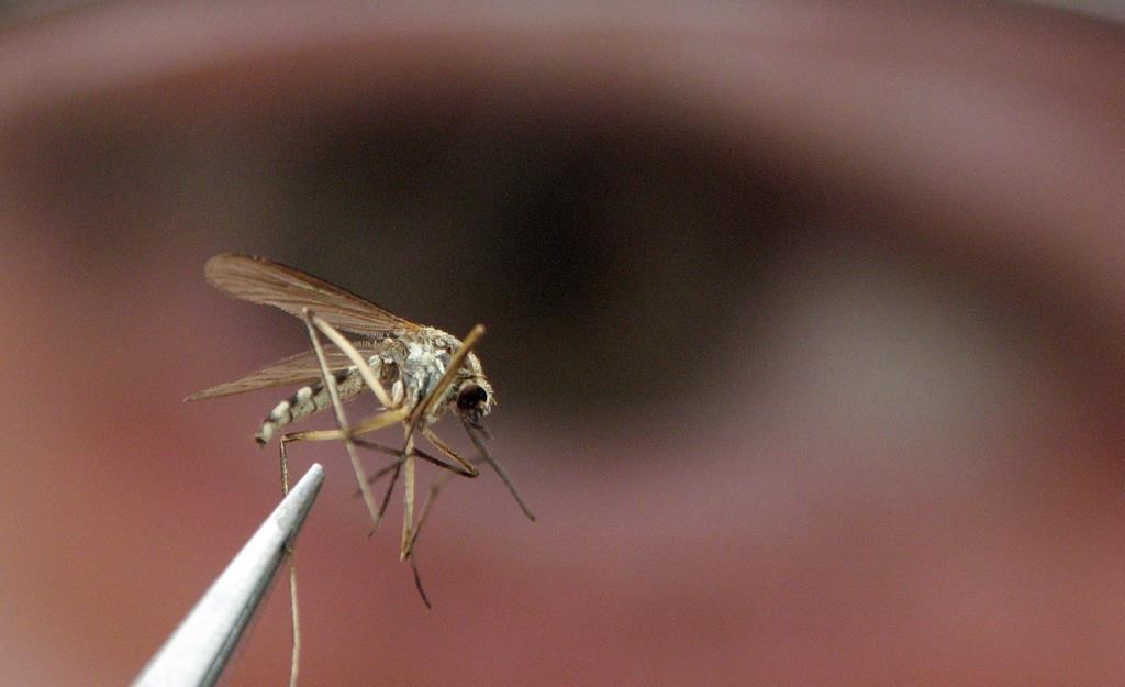 An adult mosquito is shown in a laboratory.