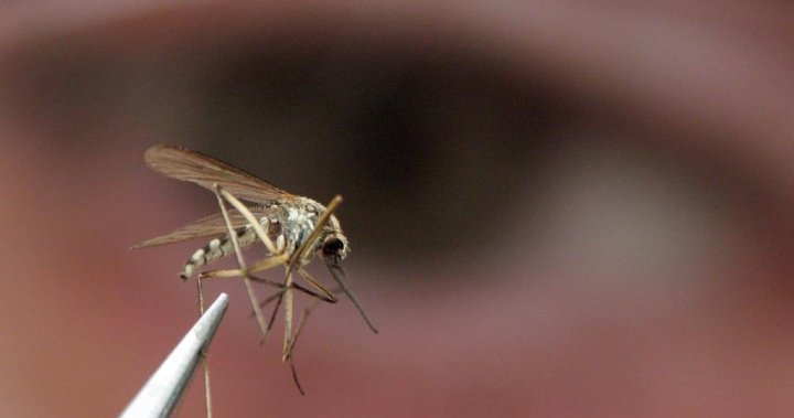 Toronto Public Health says first mosquito of 2022 tests positive for West Nile virus – Toronto