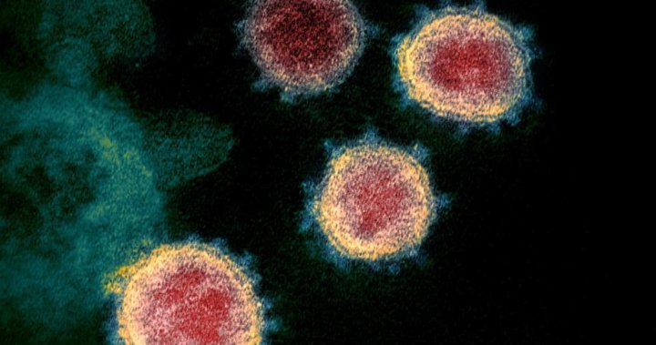 Canadian researchers discover ‘weak spot’ in COVID-19 virus key to treatments