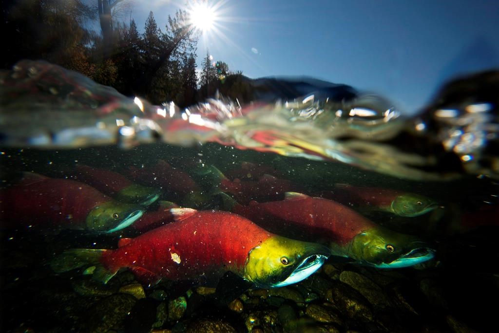 Spawning sockeye salmon are seen making their way up the Adams River in Roderick Haig-Brown Provincial Park near Chase, B.C. on Oct. 14, 2014.