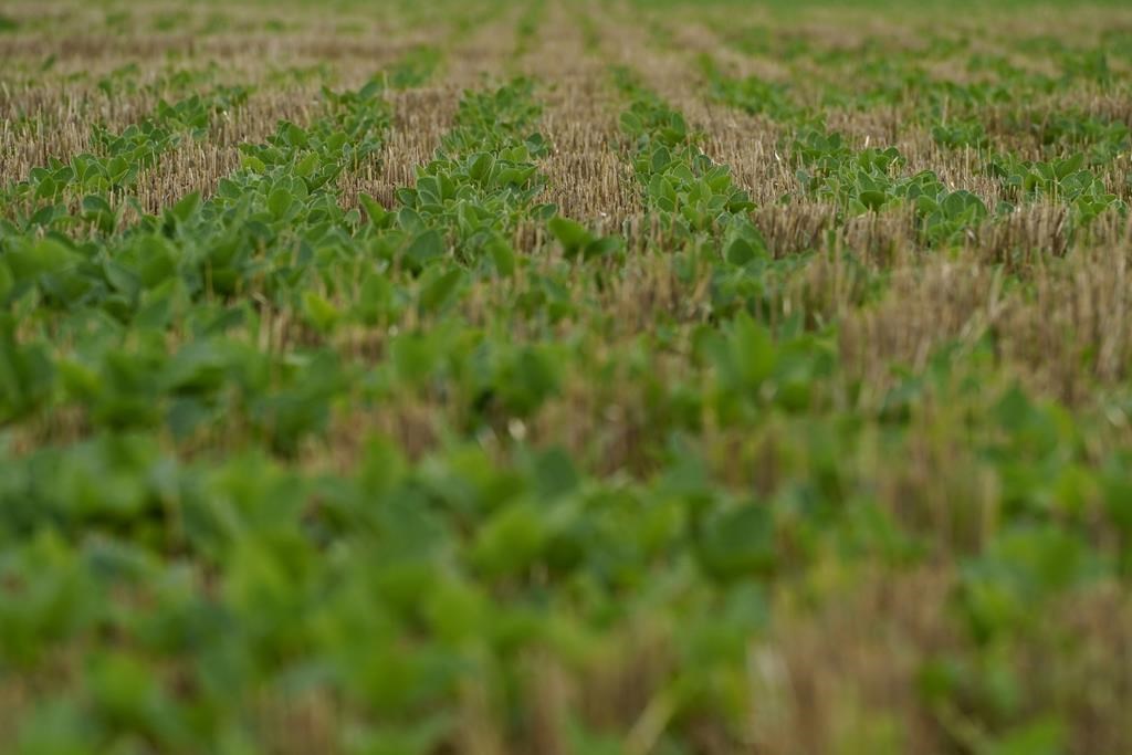 Manitoba farmers ‘itching’ to start seeding, optimistic despite dry winter