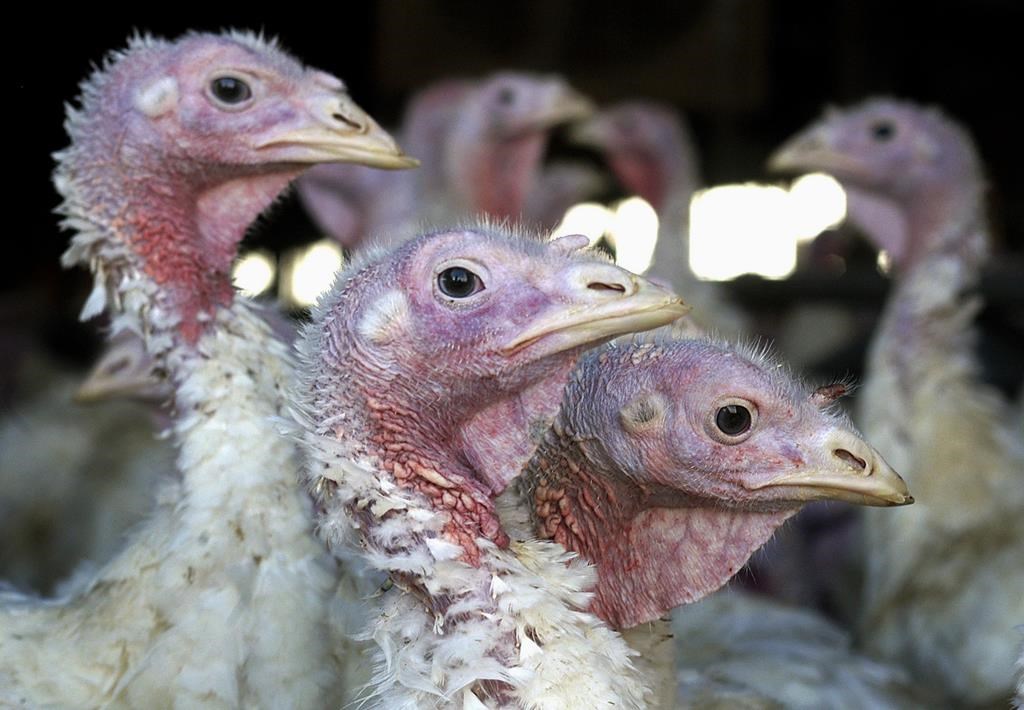Manitoba turkey farmers are losing their stock due to the avian flu that's been affecting the availability of birds nationwide.