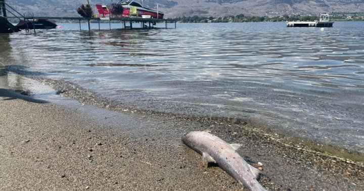 Hundreds of Salmon washing up on beaches in Osoyoos, B.C.