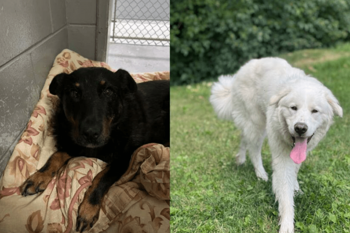 The BC SPCA in Prince George is seeking public assistance locating four dogs that went missing after an overnight break-in on Thurs. Aug. 4, 2022. Two of the missing dogs are pictured here.