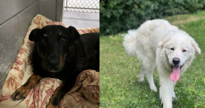 Four dogs missing from Prince George SPCA after overnight break-in