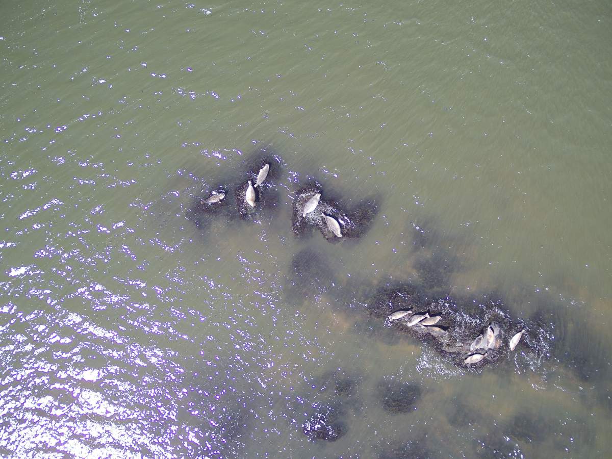 New trends show harbour seals navigate the Saint John region year-round compared to the 1990s when they typically migrated for parts of the year.