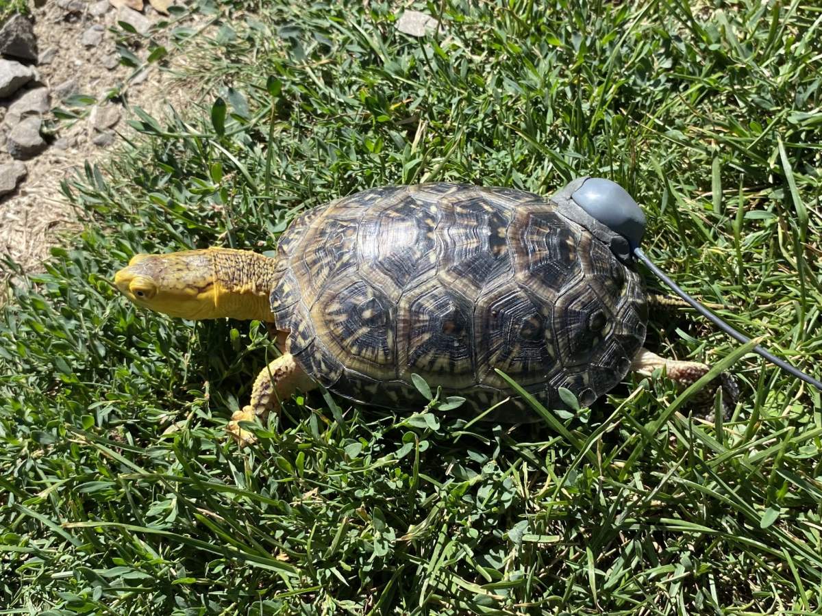 A Blanding's turtle with a transmitter attached to its shell walks through the grass.