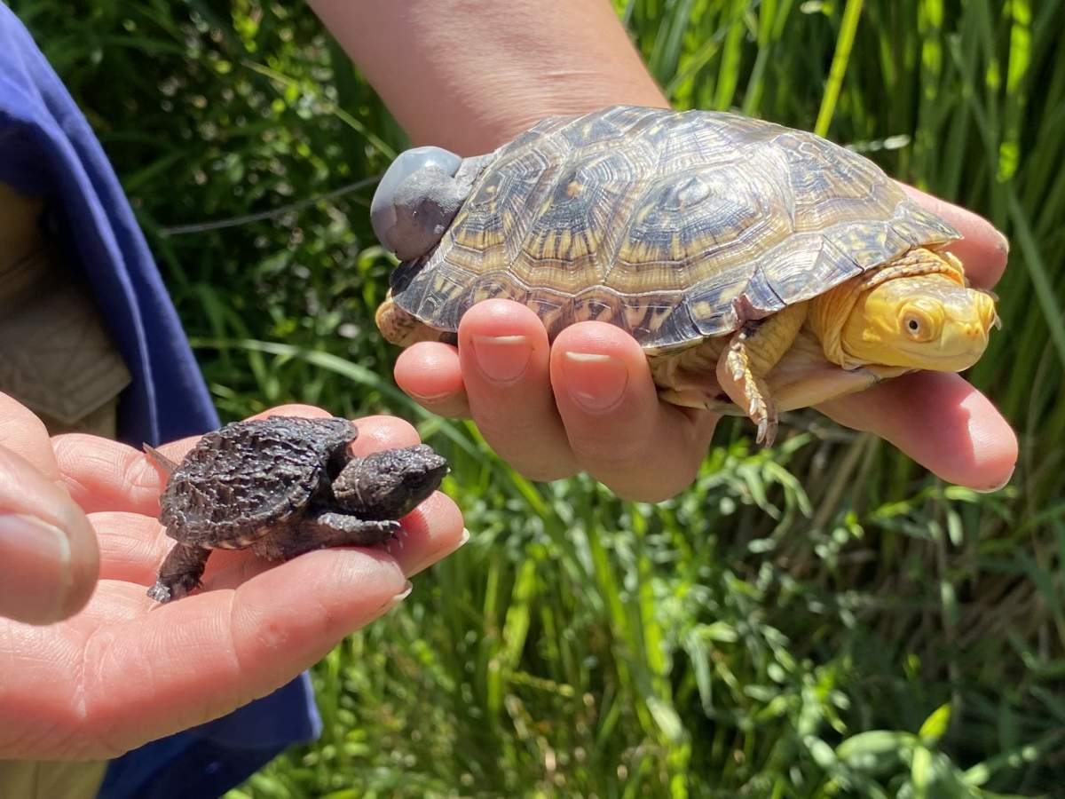 A person holds a Blanding's turtle next to a baby snapping turtle to show the difference in size.