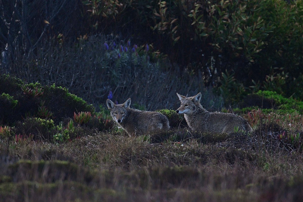 A pair of coyotes hunting at dawn in California. (Credit Image: © Rory Merry/ZUMA Wire).