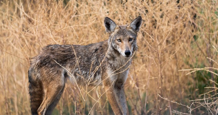 Aggressive coyotes attacking dogs in Mill Creek Ravine, south Edmonton